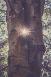 two tree trunks, sun, back light two tree trunks, sun, back light